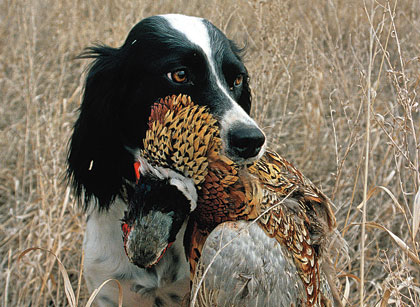 3"x5" V Hunt Pheasant Hunting Spaniel Dog Picture Frame 3.5"x5" 