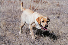 pointer lab puppies for sale