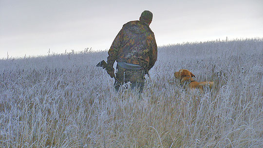 Keeping Your Dog In Hunting Shape