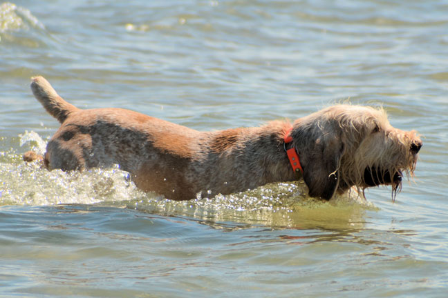 Water_training_a_hunting_dog
