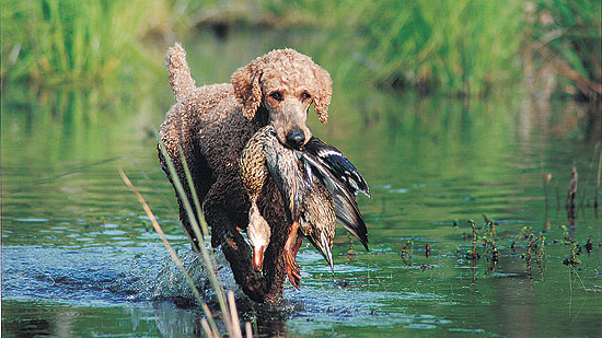 is a poodle a hunting dog? 2