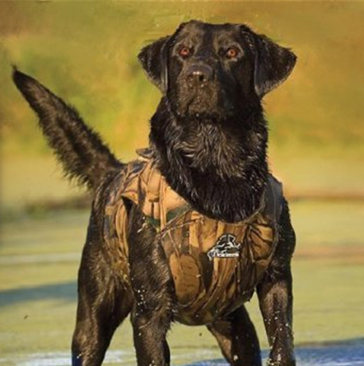 Safety First: Finding a Vest for Your Dog