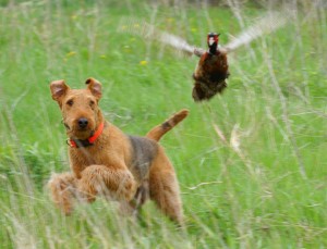 Airedale and pheasant