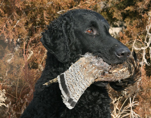 Curly-Coated Retriever: Breed Profile - Gun Dog