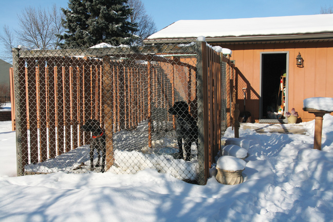 How To Build the Perfect Dog Kennel Gun Dog
