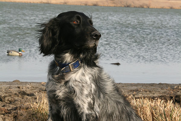 Large Munsterlander: Breed Profile - Gun Dog