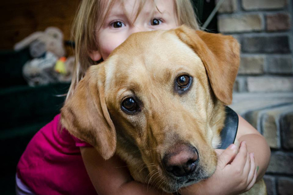 Mika the Labrador Retriever: A Gun Dog's Life in Photos