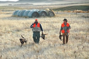 How to Properly Range Your Gun Dog