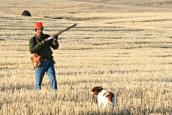American Brittany dog hunting