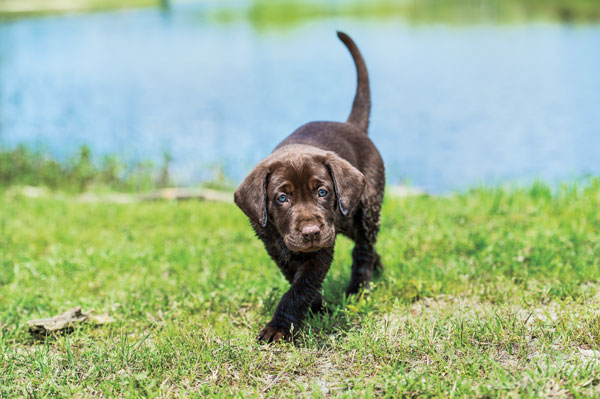 GUN DOG Q&A: Are Right-Pawed Dogs Better?
