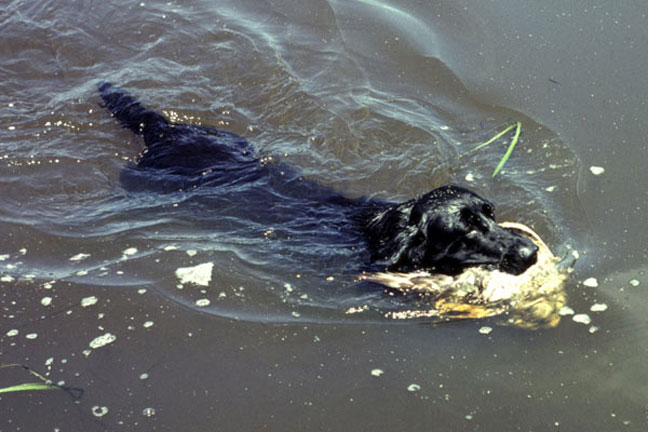 Dog Diseases born in water