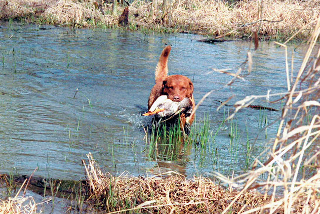 Show-Dogs-Training-for-Hunting