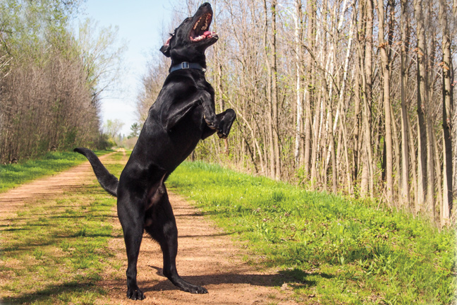 Maintaining Ideal Joint Health in Sport Dogs