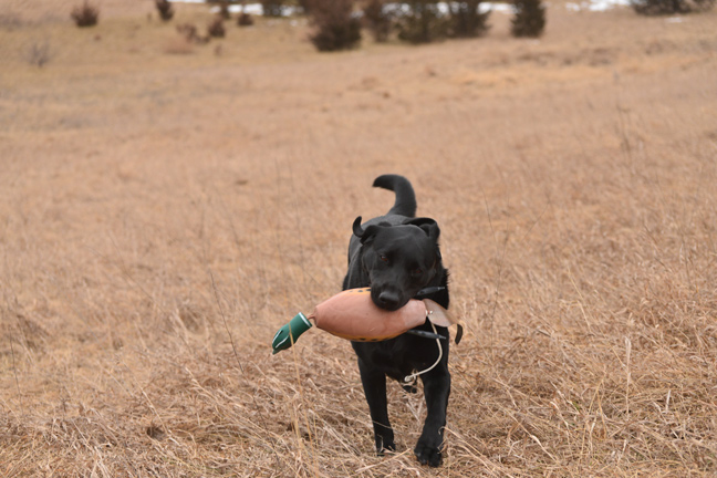 Best Training Tips for a Young Bird Dog 