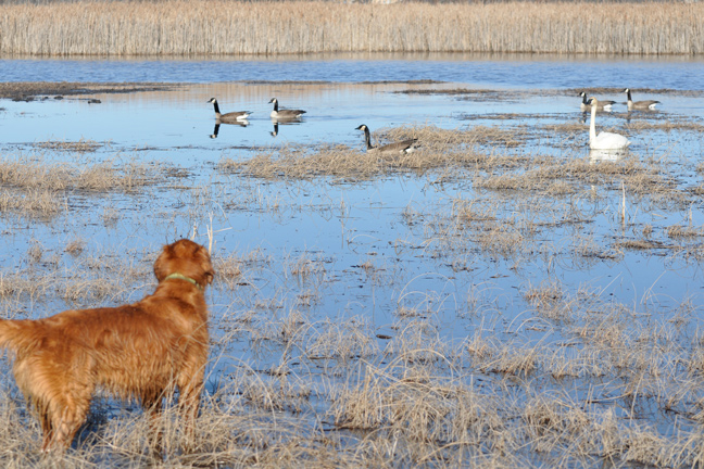 Tips for Challenging a Young Bird Dog