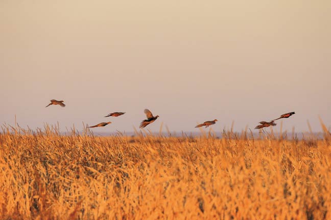 bird-hunt-south-dakota