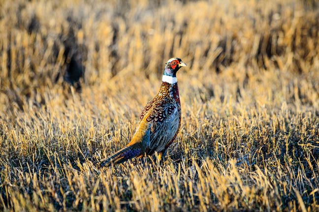 south-dakota-bird-hunting