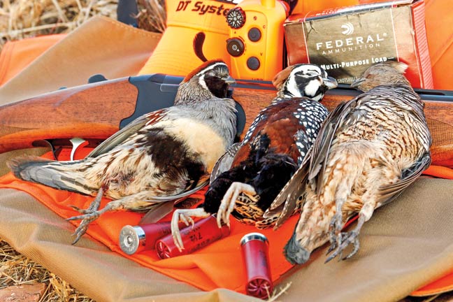 arizonas-quail-hunting-opportunities