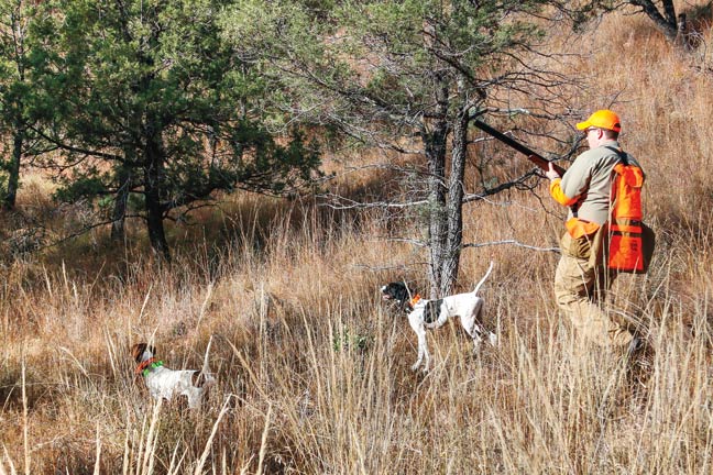 quail-hunting-arizona