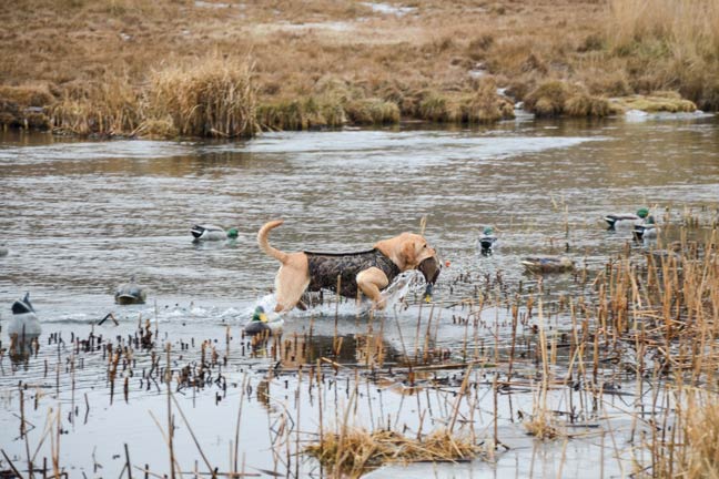 waterfowling-in-the-Northwest