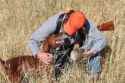 Understanding the 95 Percent Rule With Trained Gun Dogs