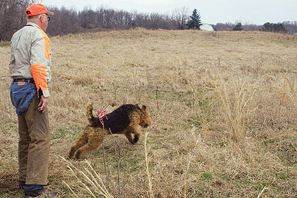 hunting airedale breeders