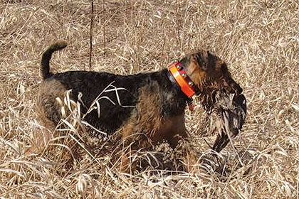 hunting airedale terrier breeders