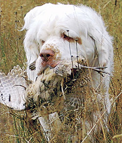 A Look At The Clumber Spaniel