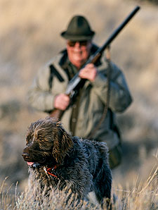 Wirehaired Pointing Griffon: Pointing Dog Breed Profile