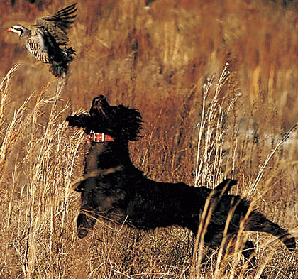 boykin spaniel quail hunting