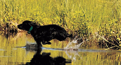 Boykin Spaniel: Hunting Dog Breed Profile