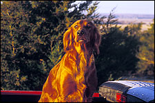 Red Setter: Pointing Dog Breed Profile