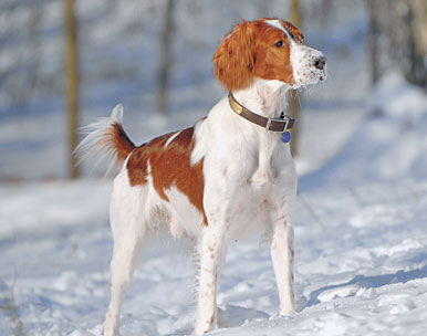 Gun Breeds: The Irish Red And White Setter - Gun Dog