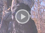 Gun Dog Breeds: The Labrador Retriever