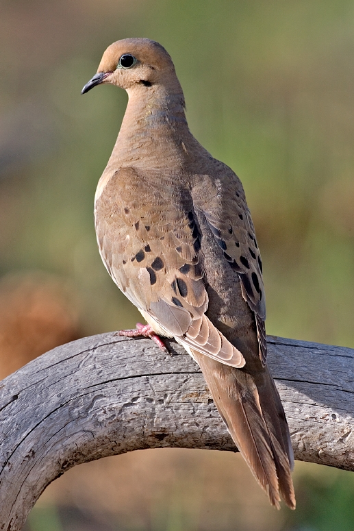 Dove Hunting in Iowa Update: Lead Shot Ban Lifted