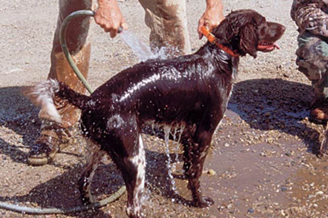 10 Tips For Keeping Your Dog Cool