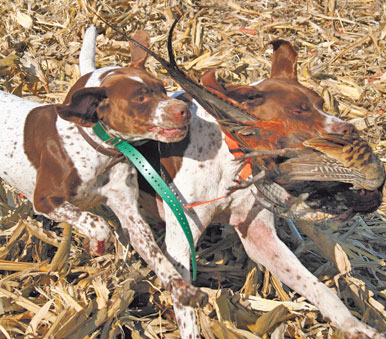 Braques Francais (French Pointer): Pointing Dog Breed Profile