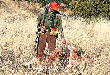 Gun Dog Conditioning For Hot Weather Hunting