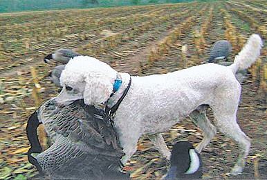 standard poodle hunting breeders