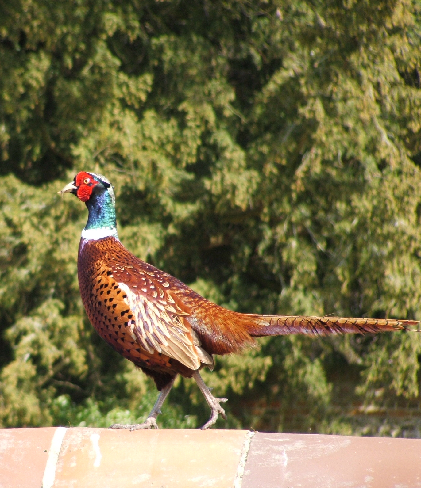 DNR Counts All-Time Low Pheasant Numbers in Iowa