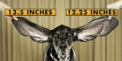 Colorado CoonHound Has "Longest Ears on Living Dog"