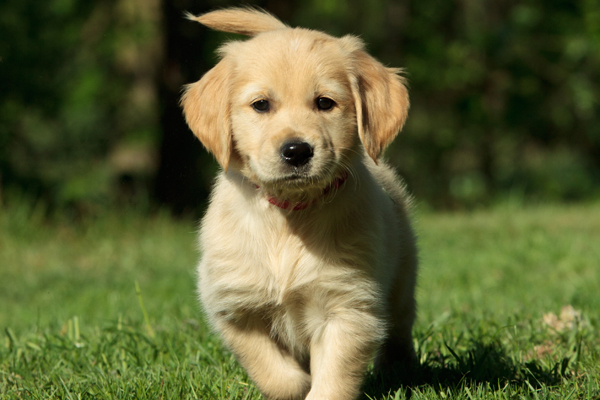 Select the Ideal Puppy: When and When Not to Get Emotional
