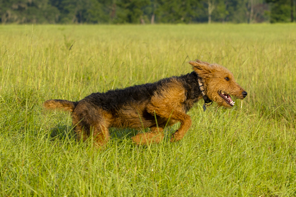 The Airedale: Returning to Its Roots