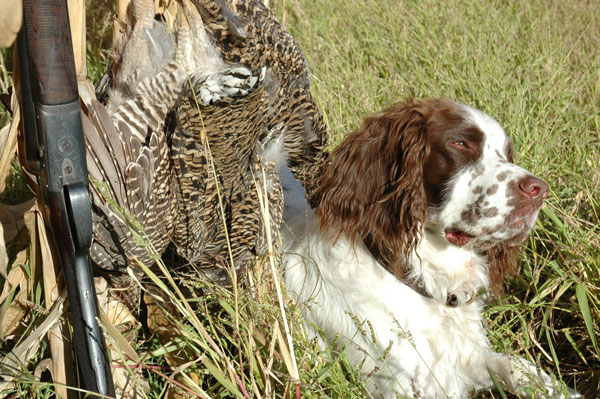 Grouse on the Prairie: Hunting with Flushing Dogs 