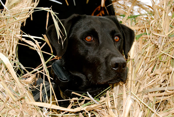 How to Keep Your Dog Hidden in the Field