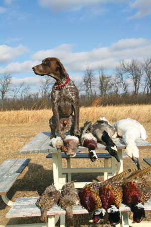 german shorthaired pointer duck hunting dogs