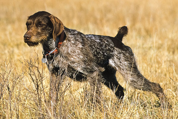 German Wirehaired Pointer: Breed Profile