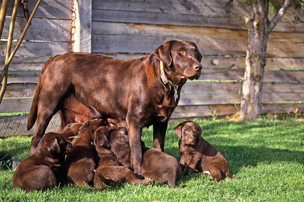 GUN DOG Q&A: How to Properly Wean Puppies