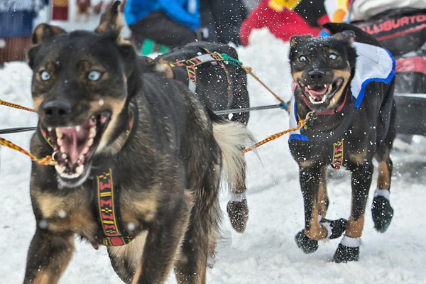 Amazing Dog Photos from the 2014 Iditarod