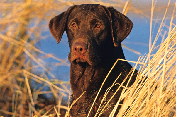 GUN DOG Q&A: How to Stop Blind Whining
